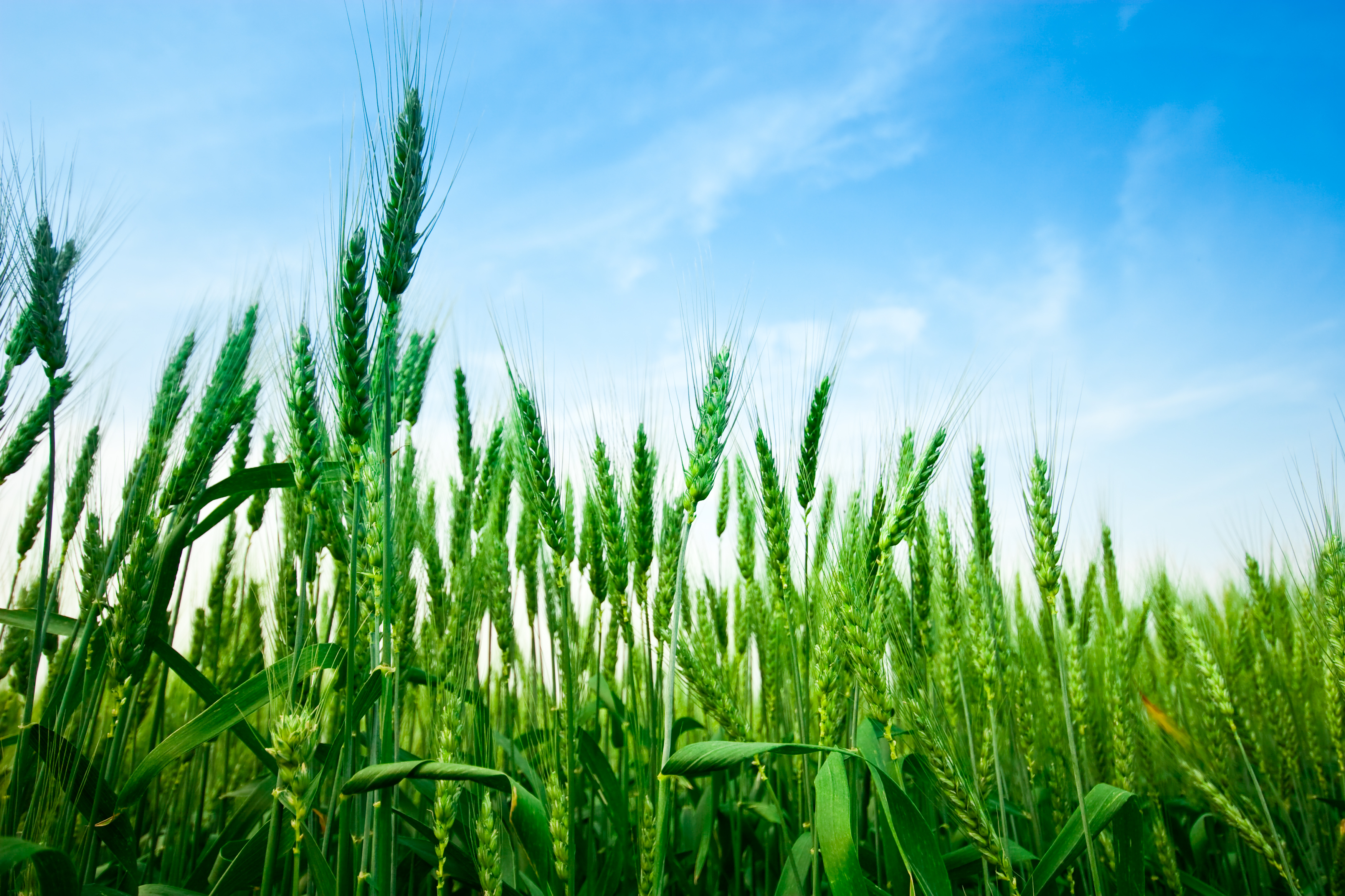 Yosemite National Park